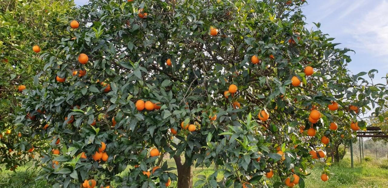 Finca-Vallestares アルモンテ エクステリア 写真
